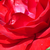 Rood - Floribunda roos - Nina Weibull®